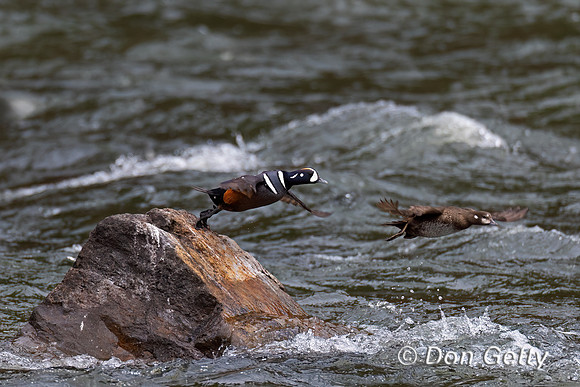 Harlequin Duck