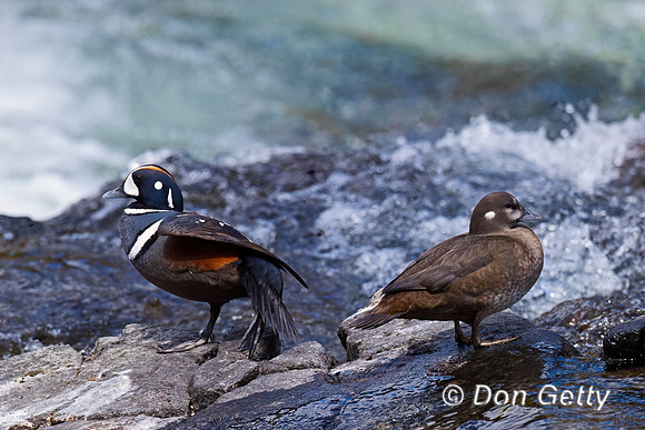 Harlequin Duck