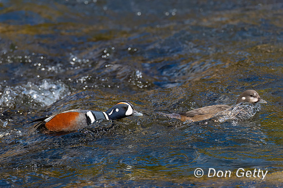 Harlequin Duck