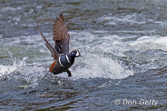 Harlequin Duck