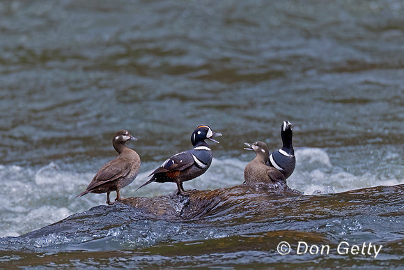 Harlequin Duck