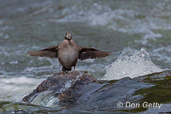 Harlequin Duck