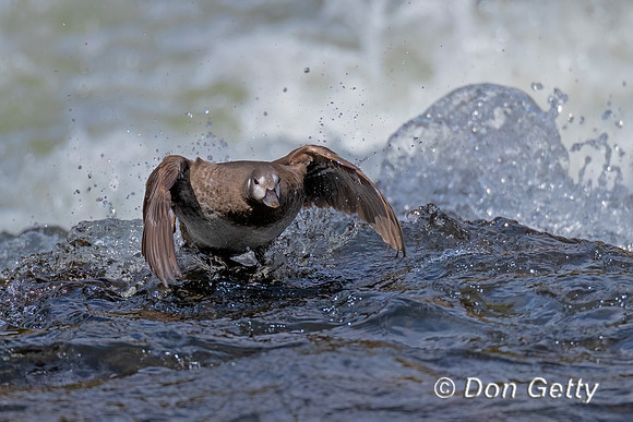 Harlequin Duck