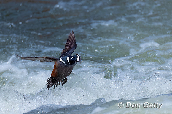 Harlequin Duck
