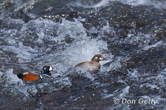 Harlequin Duck