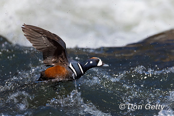 Harlequin Duck