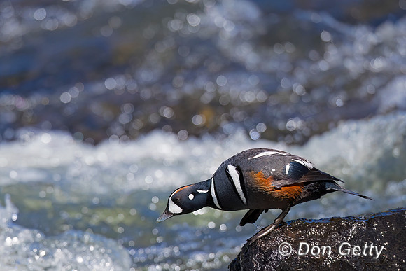 Harlequin Duck