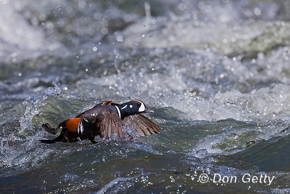 Harlequin Duck