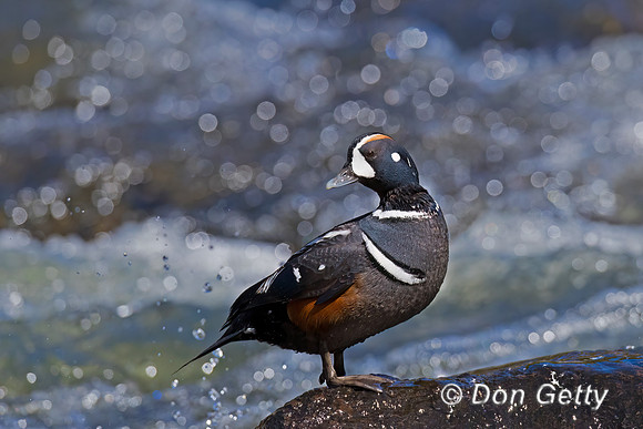 Harlequin Duck