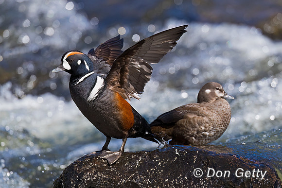 Harlequin Duck