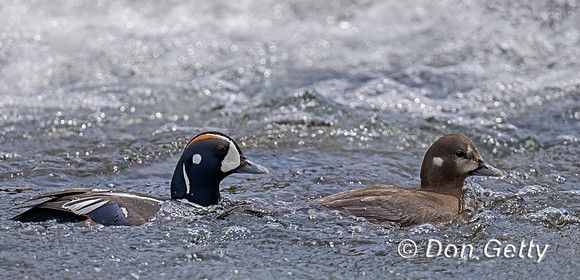 Harlequin Duck