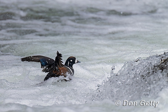 Harlequin Duck
