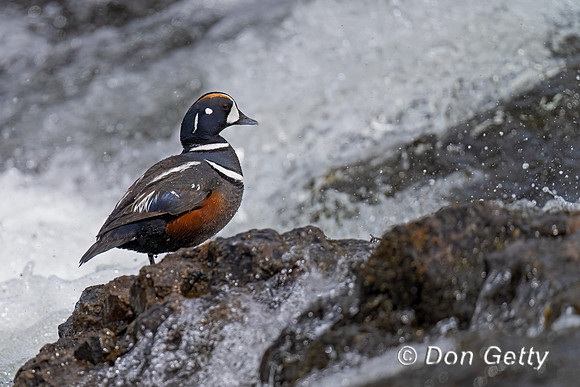 Harlequin Duck