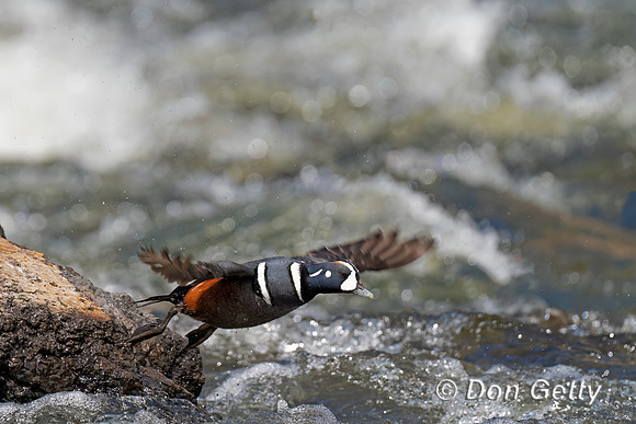 Harlequin Duck