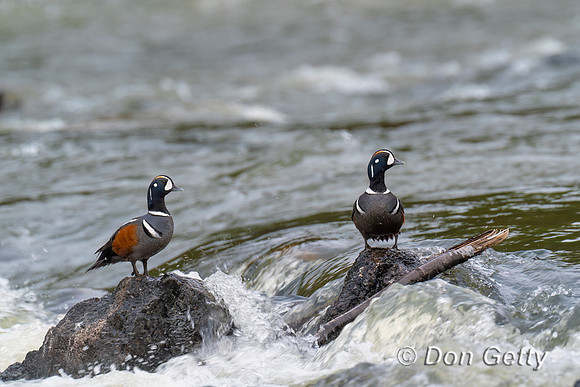 Harlequin Duck