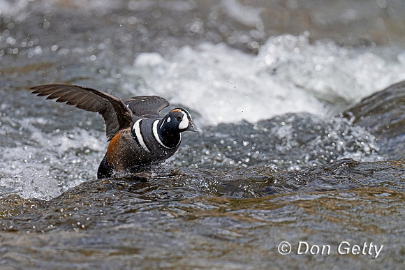 Harlequin Duck