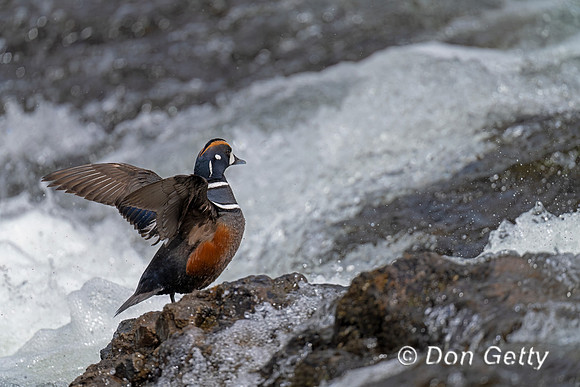 Harlequin Duck