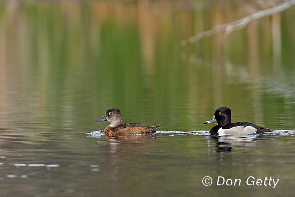 Ring-necked Duck