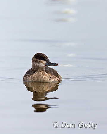Ruddy Duck