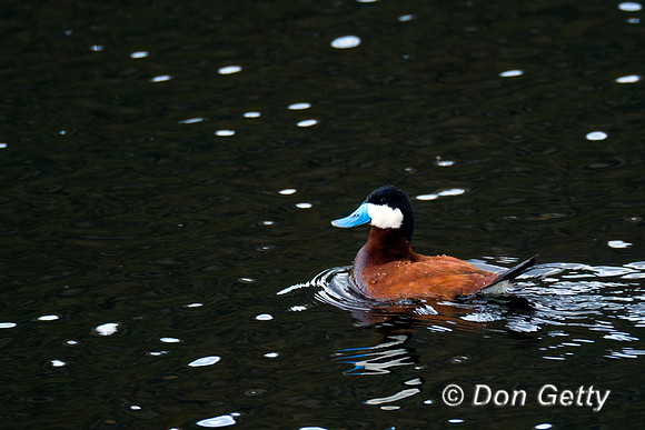 Ruddy Duck