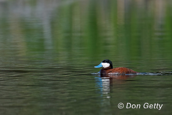 Ruddy Duck