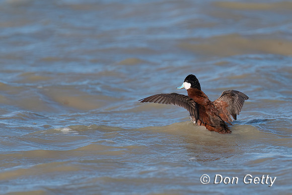 Ruddy Duck