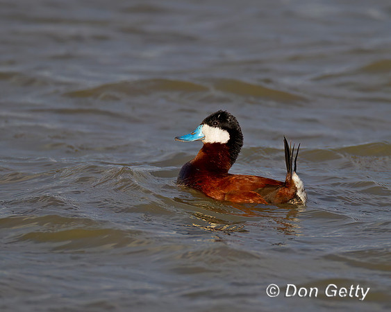 Ruddy Duck
