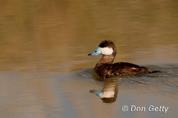 Ruddy Duck