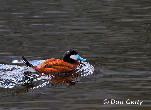 Ruddy Duck