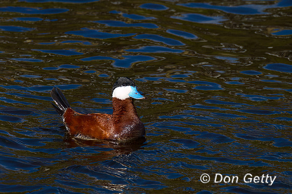 Ruddy Duck
