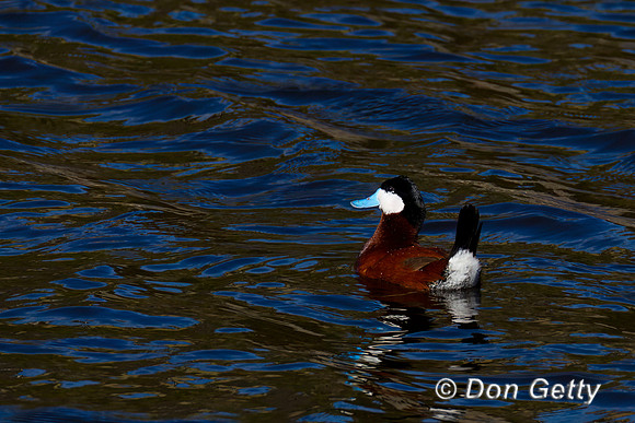 Ruddy Duck