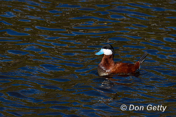 Ruddy Duck