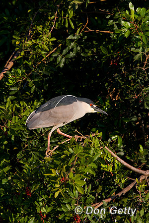 Heron_Blk-crwnd_Night_D4B7001