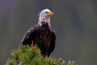 Bald Eagle