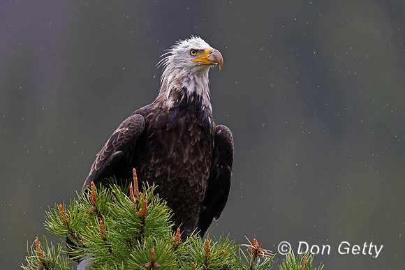 Bald Eagle