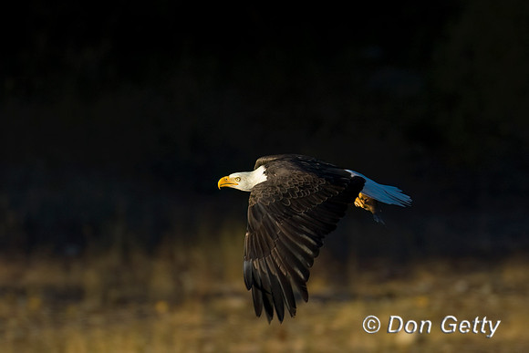 Bald Eagle