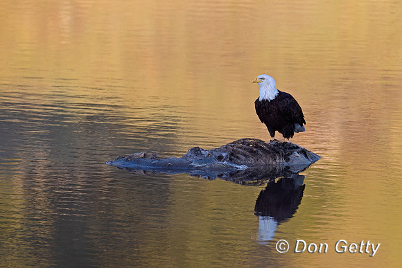 Bald Eagle