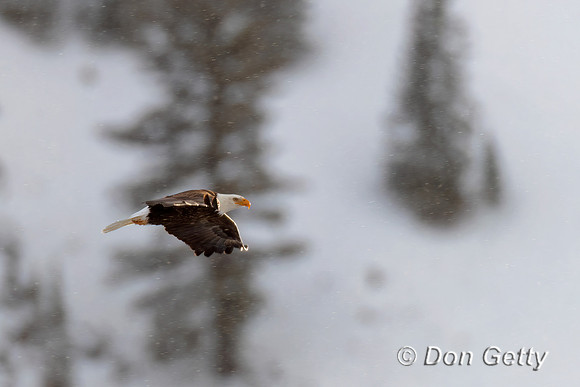 Bald Eagle