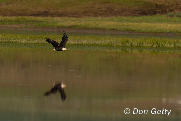 Bald Eagle
