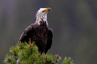 Bald Eagle
