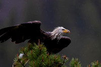 Bald Eagle
