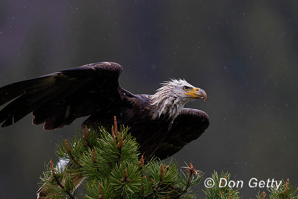 Bald Eagle