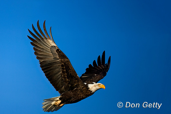 Bald Eagle