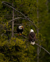 Bald Eagle