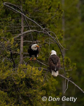 Bald Eagle