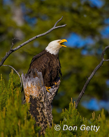 Bald Eagle