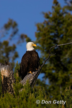 Bald Eagle