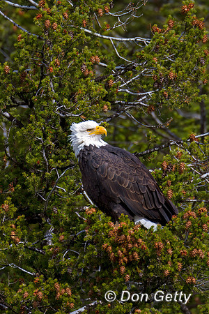 Bald Eagle