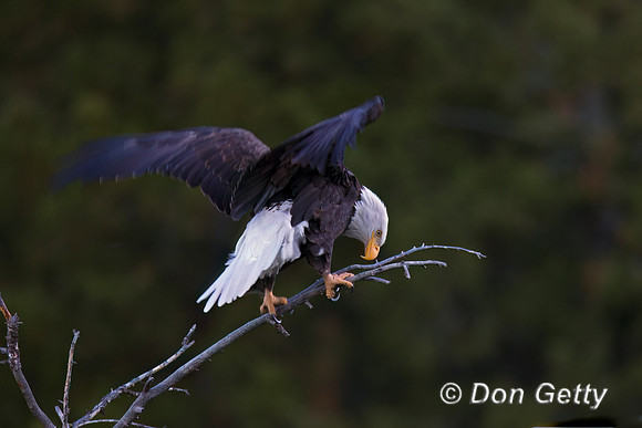 Bald Eagle