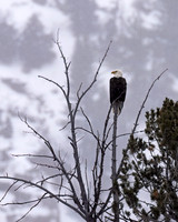 Bald Eagle